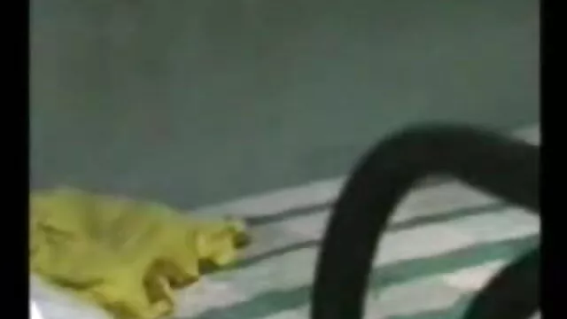 पत्नी सेक्सी फुल मूवी इंग्लिश और मैं सह नकल - homealone130