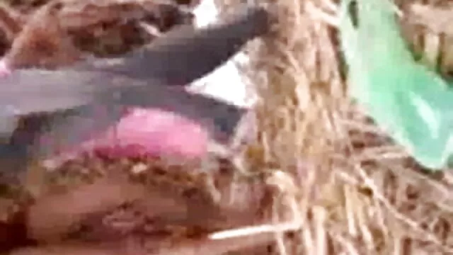 MongoNvid163 सेक्सी इंग्लिश वीडियो मूवी